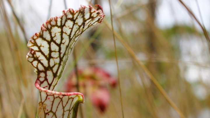 Alabama coastal hidden gem: Explore Foley's Graham Creek Preserve