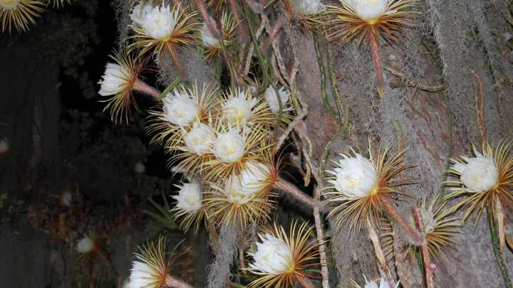 This flower at Selby Gardens blooms just once a year, and you can see for free
