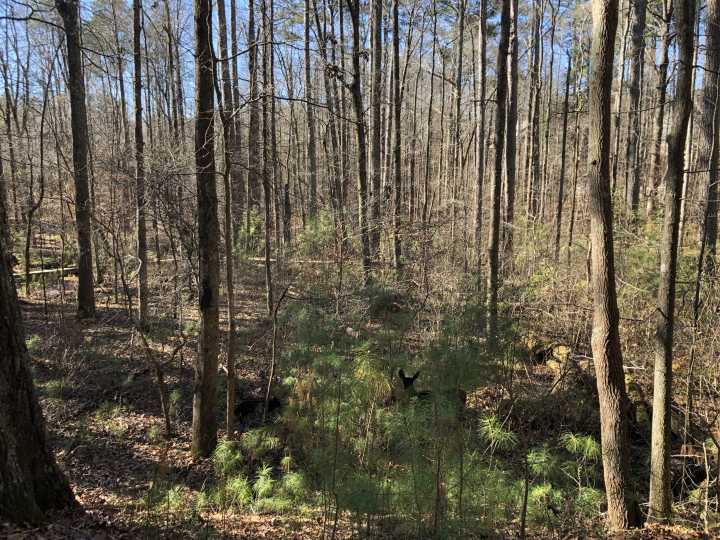 Summer Camp Adventures Await at Autrey Mill Nature Preserve
