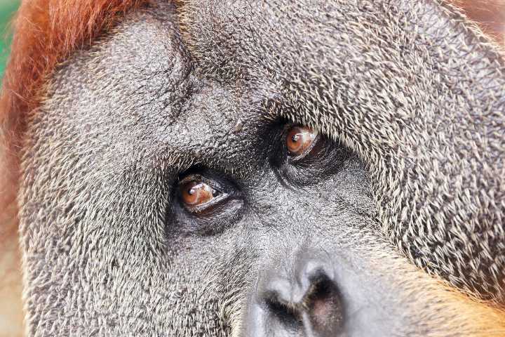 Code Red At Denver Zoo As Orangutan Escapes