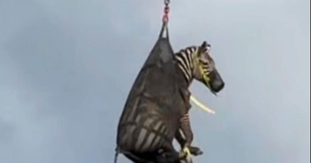 Runaway pet zebra that became internet sensation finally captured