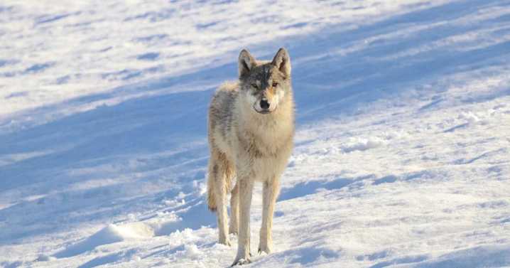 What’s it take to kill a Wyoming wolf? Nearly 500 hunting days, and then it’s likely a youngster