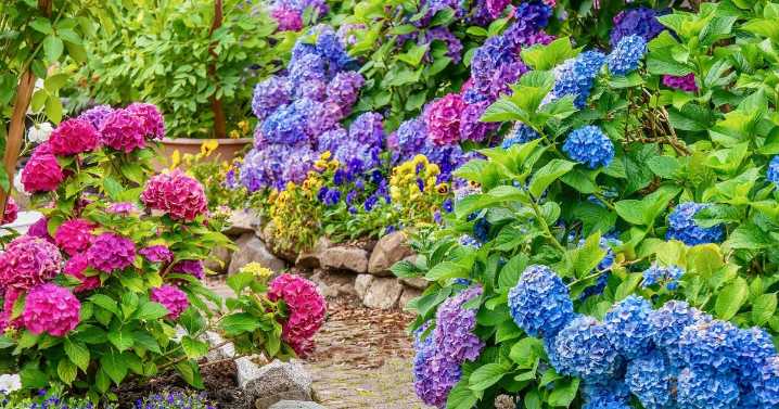 Garden lovers urged to ditch hydrangeas and plant 'easier' alternative