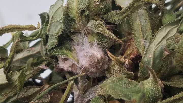 What is Fusarium graminearum, the fungus US authorities say was smuggled in from China?