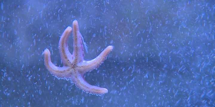 Maine State Aquarium set to open for the season with new features