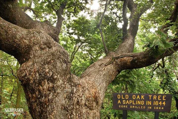 One Of State’s Oldest Trees — Tourist Attraction ‘Old Wolf Oak’