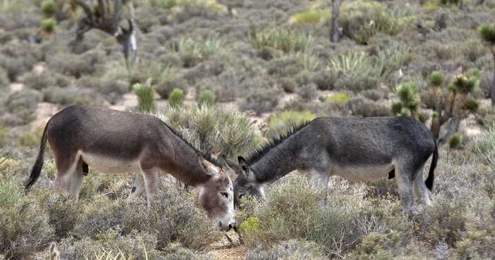 Donkey meet and greets happening at select libraries