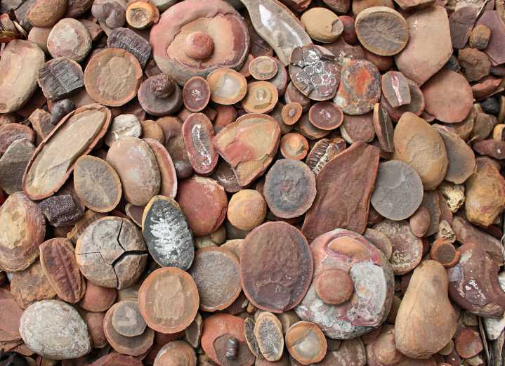 The World's Best-Preserved Fossils Are Found Near This Surprising Midwest City