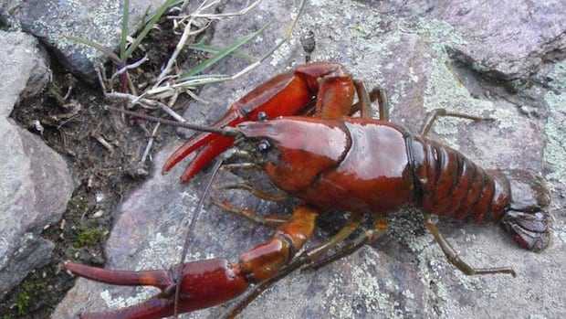 2 new species of crayfish identified in Pacific Northwest
