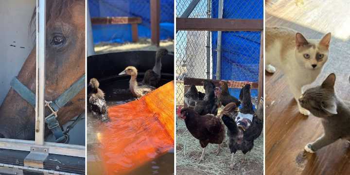 ‘Clearly suffering:’ Chickens, ducks, cats, horse seized from Surprise home