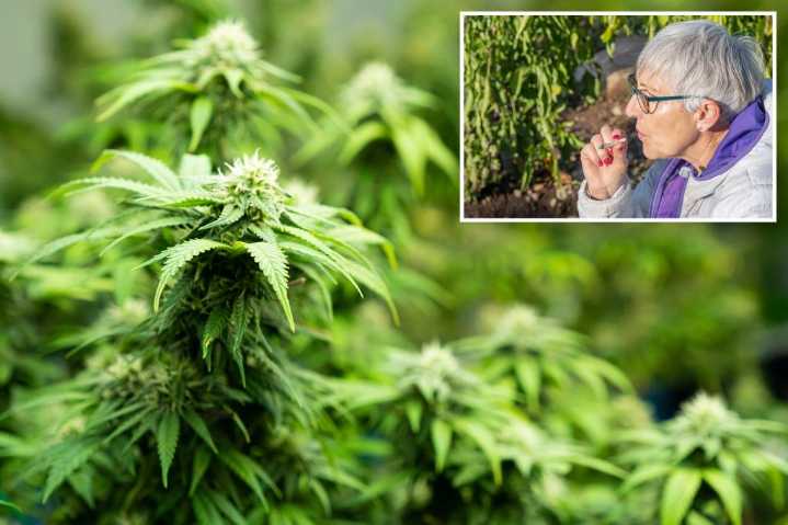 Senior citizens face increased health risks due to cannabis use