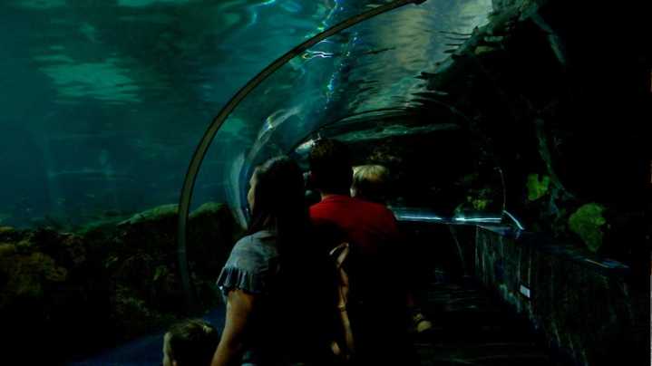 Ripley's Aquarium of the Smokies celebrates 25 years in Gatlinburg