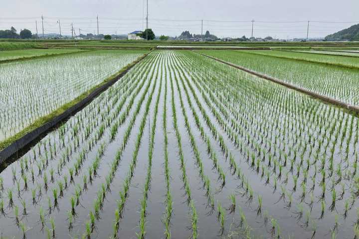 Rice crisis deepens in Japan as government missteps trigger supply shortages and rising public anger