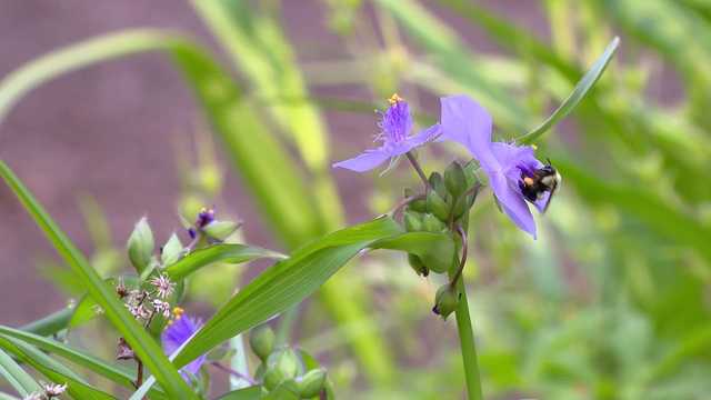 Garden in the Woods promotes native plants for pollinators, sustainability