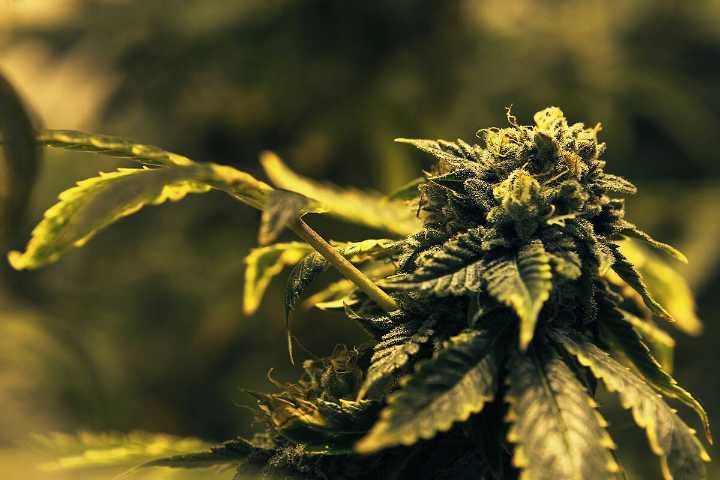 COMMENTARY: Corporate marketing that’s going to pot