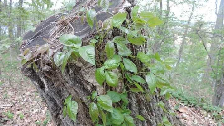 Is that poison ivy? How to ID the plants and treat a rash