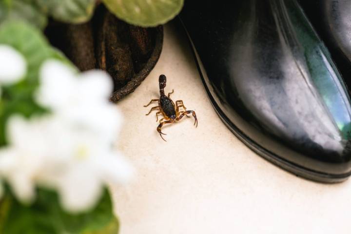 4 ways to keep scorpions out of your home