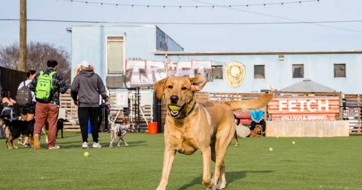 3 Atlanta dog parks offer light food and drink while pets mingle