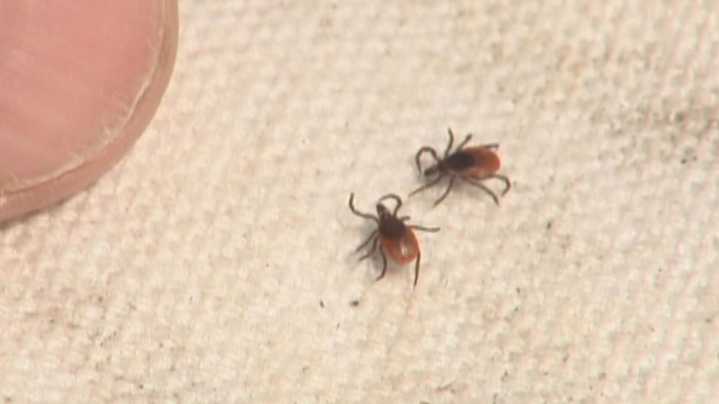 Tick season expands: Health officials urge prevention as lyme cases rise