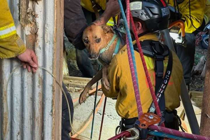 15-Year-Old Rescued from Well Shaft After Climbing in to Save Their Dogs
