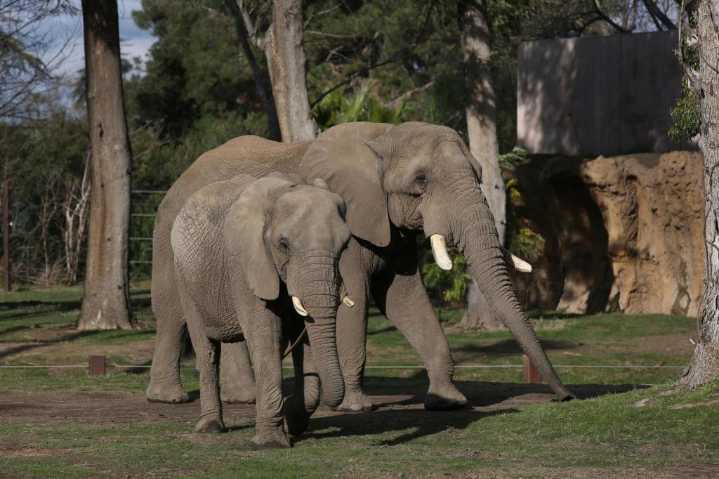 Elephant permit for Colorado Renaissance Festival denied