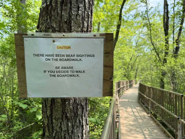 What to do if you spot a bear on the Orono Bog Walk