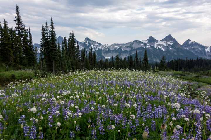 Mount Rainier ranks high for visits