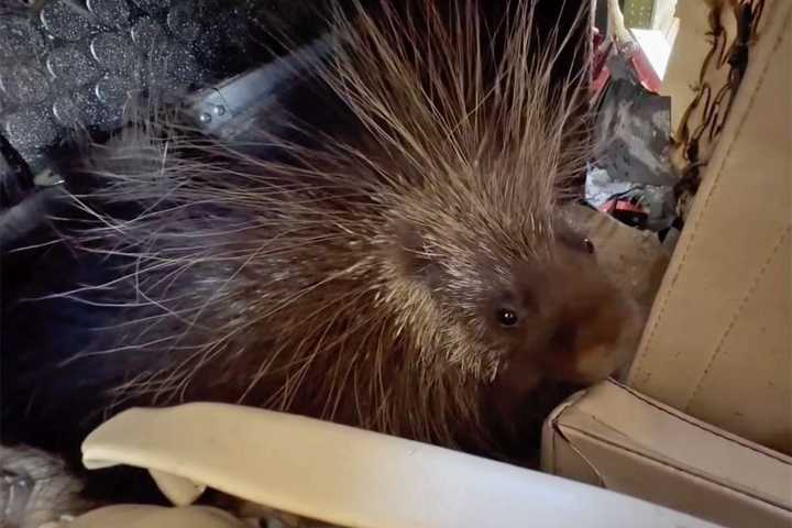 Porcupine Accidentally Travels Over 500 Miles After Sneaking into Plane Wreck