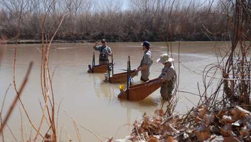 Silvery minnow recovery has been hugely successful