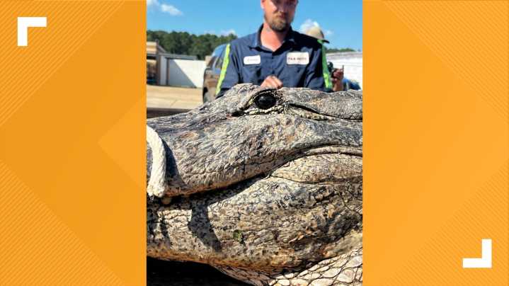 SEE YOU LATER, GATOR! 13-foot alligator removed from Broaddus ISD campus
