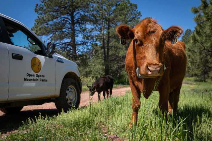 The Sunriser | How cows became a vital part of wildfire prevention