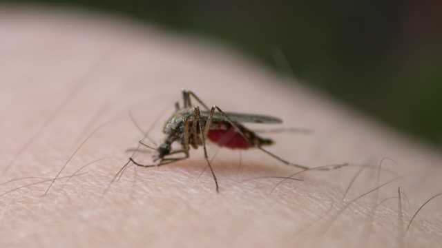 Mosquitoes test positive for West Nile virus in New Orleans. Here's what you need to know