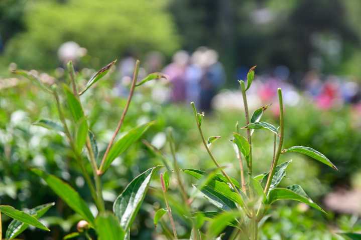 DPSS investigates vandalization of Upjohn Peony Garden at Nichols Arboretum