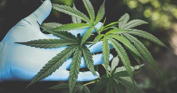 Nueva propuesta para legalizar uso de marihuana rebasa necesarias firmas