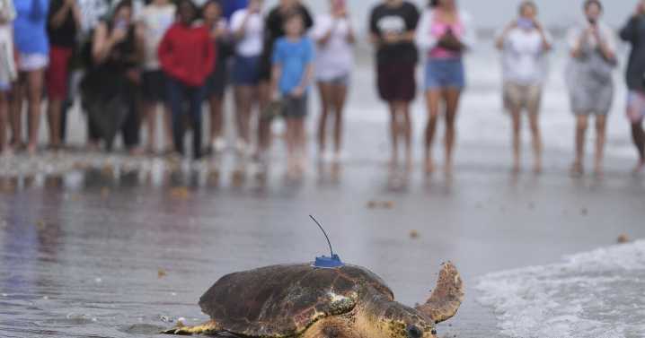Sea turtle Dilly Dally released into the ocean with three flippers after undergoing amputation