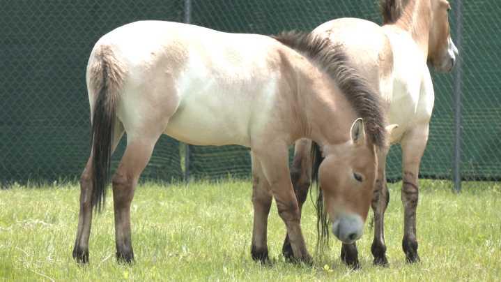 Red River Zoo Welcomes Two Rare Wild Horses Viktor and Virgil
