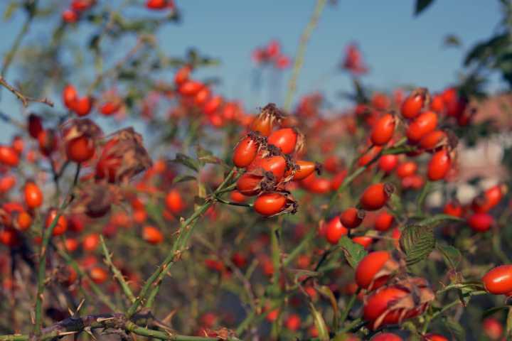 Ask the Master Gardener: Don’t deadhead rose flowers if you want rose hips