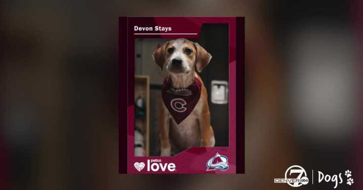 'This show is cuteness overload': NHL's 'Stanley Pup' returns today, plus meet the CO Avalanche's puppy pick