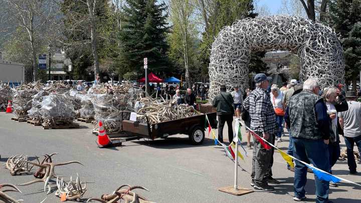 Early Elk Migration Could Be To Blame For Low Sales At Jackson Antler Auction