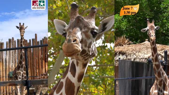 ABQ BioPark: Third oldest female giraffe in North America celebrates another birthday