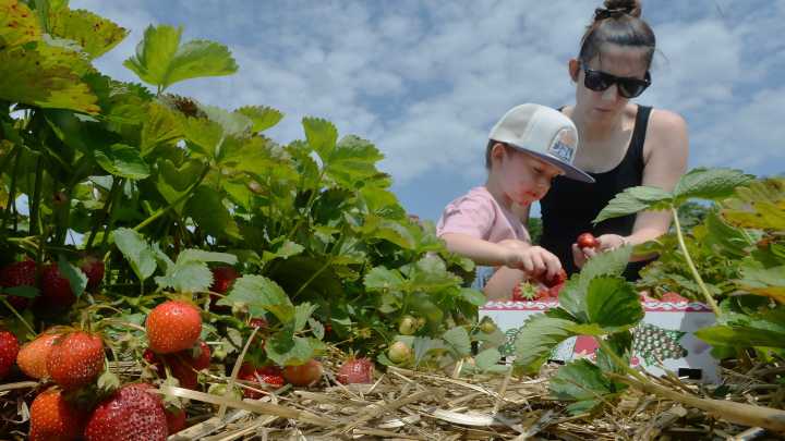 Strawberries picking: Where, when to pick them in Erie County