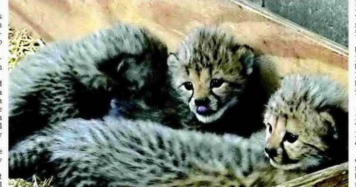 Five cheetah cubs are born at St. Louis Zoo