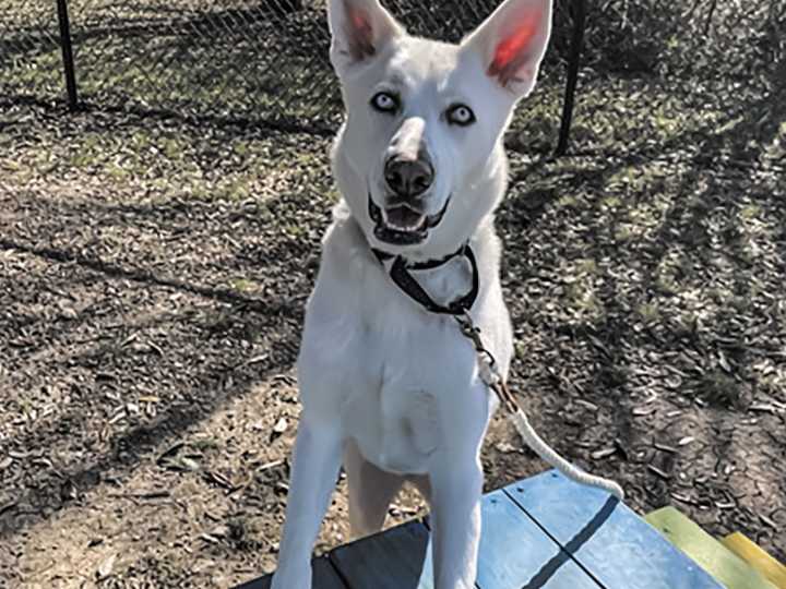 Pet of the week • 06