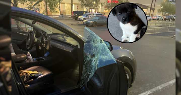Owner pleads for help after puppy stolen from Tesla in Las Vegas parking lot