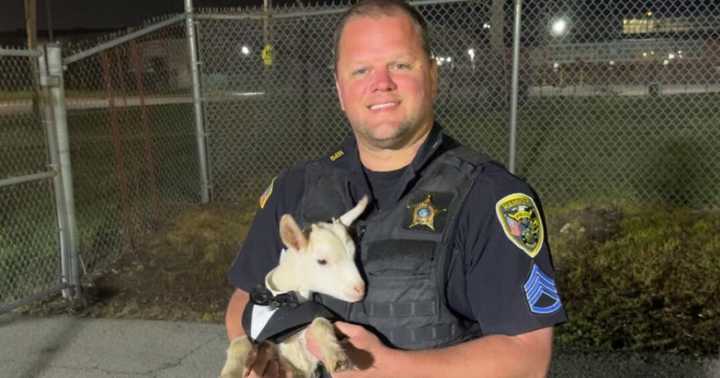 Are you kidding? Baby goat dressed in tuxedo rescued by Hammond police officer