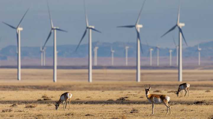 As Minerals, Wind And Solar Projects Boom In Wyoming, Should Companies Pay For Displaced Wildlife?
