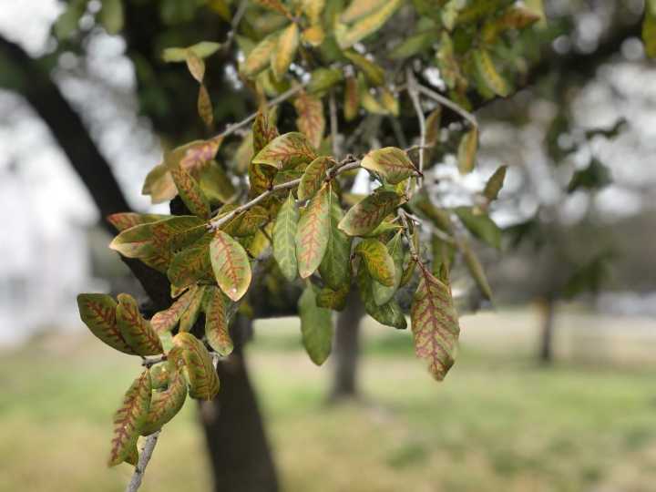 Oak wilt cost-share program available to help minimize the spread of oak wilt in Texas