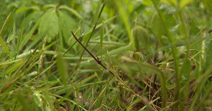 Ohio Health Department advises caution around ticks, mosquitoes