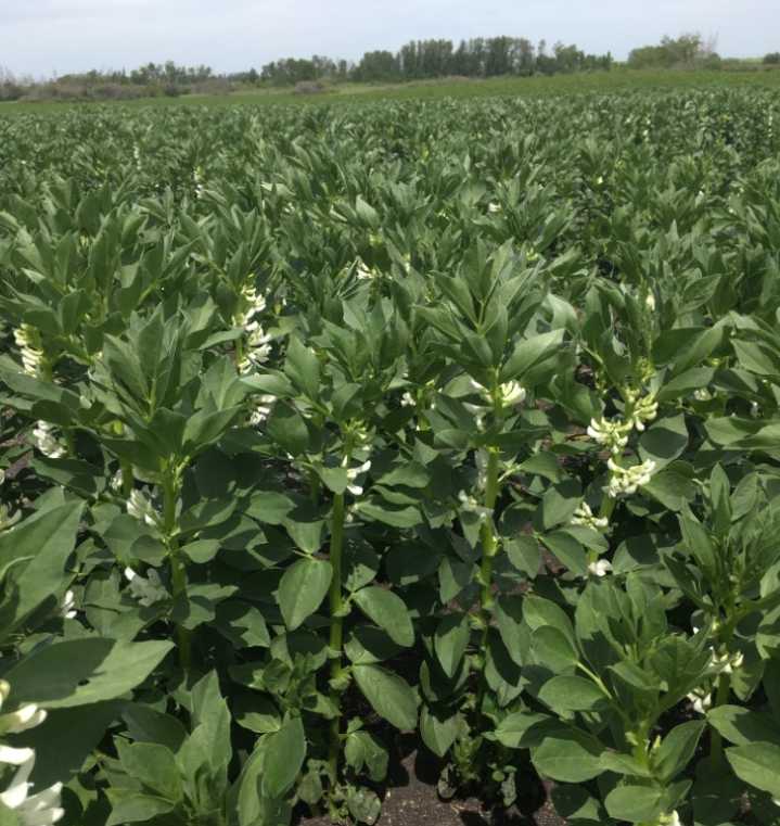 New focus on developing Faba Bean varieties
