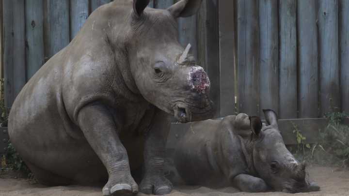 Cutting off rhinos' horns is a contentious last resort to stop poaching. A new study found it works
